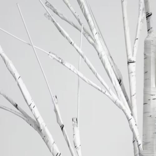 birch tree.jpg